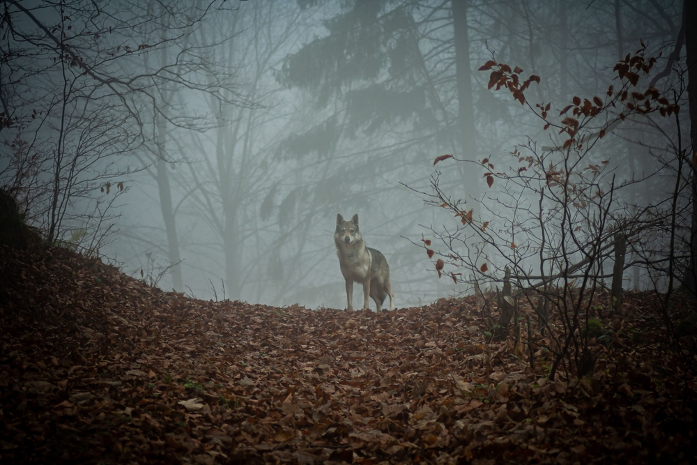 A lone wolf in the woods representing how even the lightest of stories hold darkness.